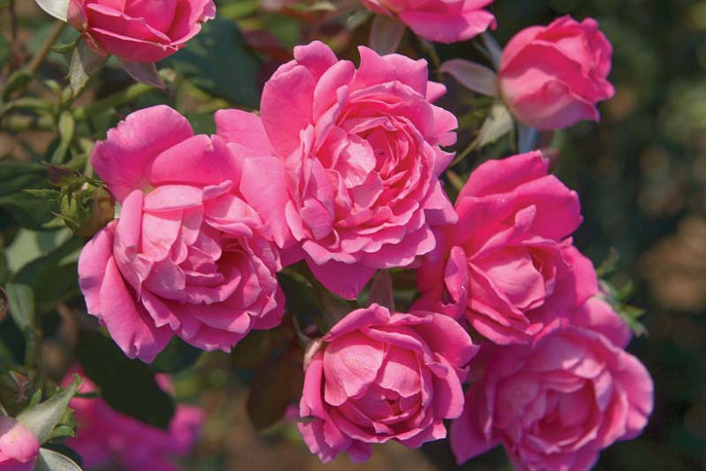 Rose 'Pink Double Knock Out®', Rosa 'Pink Double Knock Out®', 'Pink Double Knock Out®' Rose, Shrub Roses, Rose bushes, Garden Roses, Rosa 'Radtkopink', Pink Roses, Pink Flowers